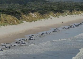 BENCANA EKOLOGI LAUT: Ratusan Paus Pilot Mati Terdampar di Pesisir Tasmania