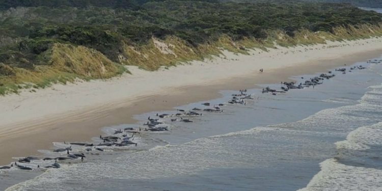 BENCANA EKOLOGI LAUT: Ratusan Paus Pilot Mati Terdampar di Pesisir Tasmania