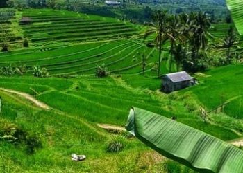 World Heritage Jatiluwih, Bali Menginspirasi Delegasi AMM G20 2