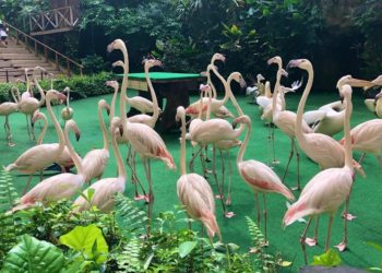 Singapura Hadirkan Bird Paradise, Taman Burung Baru yang Atraktif 1