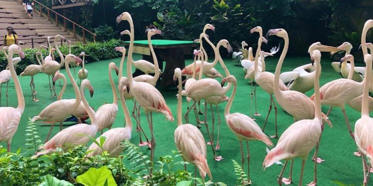 Singapura Hadirkan Bird Paradise, Taman Burung Baru yang Atraktif 1