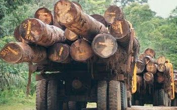 Cegah Illegal Logging, Pasar FSC di Indonesia Perlu Diperluas