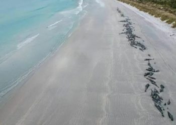 BENCANA EKOLOGI LAUT: 477 Paus Mati Terdampar di Pantai Selandia Baru 1