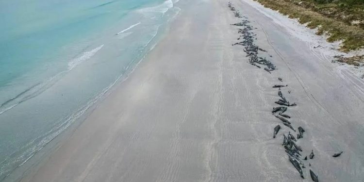 BENCANA EKOLOGI LAUT: 477 Paus Mati Terdampar di Pantai Selandia Baru 1