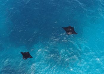 Wisata Pari Manta Indonesia Masuk Peringkat 3 Dunia