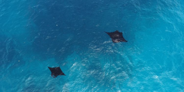 Wisata Pari Manta Indonesia Masuk Peringkat 3 Dunia