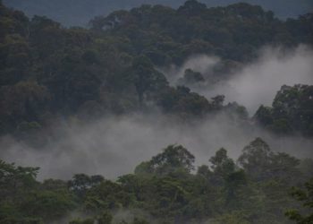 Dubes Indonesia untuk UNESCO Dukung Penuh Konservasi TN Gunung Leuser 1