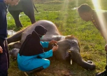 Diduga Terpapar Virus, Anak Gajah Mati di Taman Nasional Way Kambas