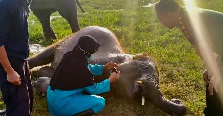Diduga Terpapar Virus, Anak Gajah Mati di Taman Nasional Way Kambas