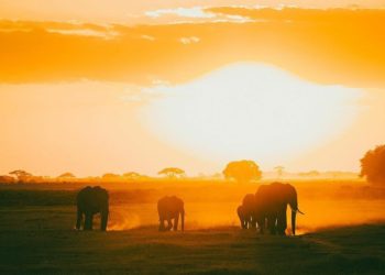 Bencana Kekeringan di Kenya, Ratusan Gajah dan Zebra Mati Kehausan 1