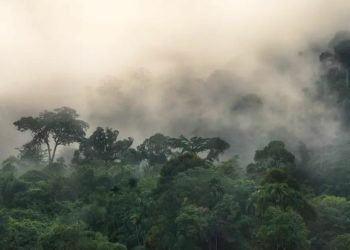 Konservasi Hutan Adat di Indonesia Menginspirasi Komunitas Global di Forum UNFCCC COP27 1