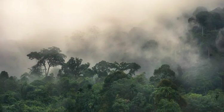 Konservasi Hutan Adat di Indonesia Menginspirasi Komunitas Global di Forum UNFCCC COP27 1