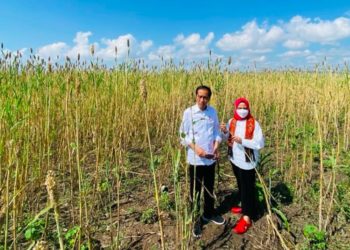 Perkuat Pangan, Indonesia Butuh Dukungan Teknologi untuk Produksi Sorgum