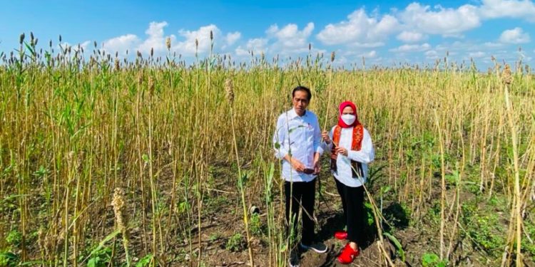 Perkuat Pangan, Indonesia Butuh Dukungan Teknologi untuk Produksi Sorgum