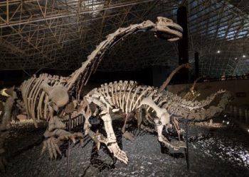 Sejumlah Fosil Dinosaurus Ditemukan di Provinsi Yunnan, China