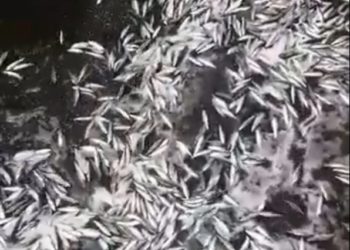 Ribuan Ikan Tiba-tiba Terdampar di Pesisir Jakarta, Pertanda Apa?