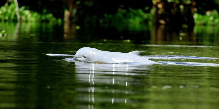 Populasi Pesut Mahakam di Perairan Kalimantan Kian Terancam Punah