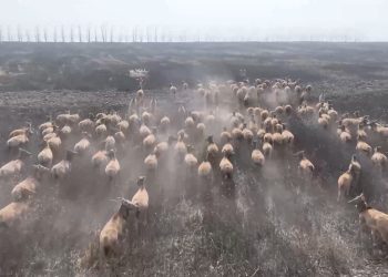 Konservasi Satwa: 400 Ekor Rusa Milu Dilepasliarkan di Cagar Alam Nasional China