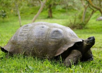 Pariwisata di Kepulauan Galapagos, Ekuador Kembali Pulih