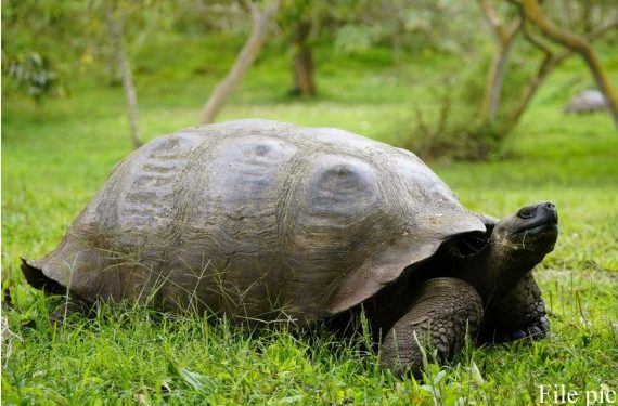 Pariwisata di Kepulauan Galapagos, Ekuador Kembali Pulih