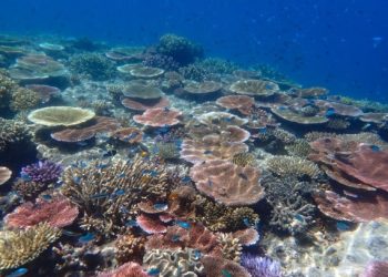 Suhu Air Laut Menghangat, Hambat Pertumbuhan Karang di Great Barrier Reef