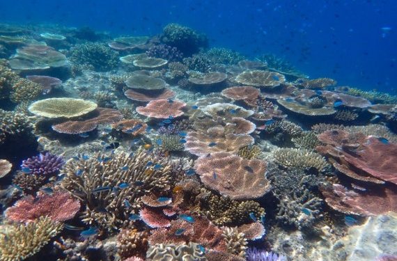 Suhu Air Laut Menghangat, Hambat Pertumbuhan Karang di Great Barrier Reef