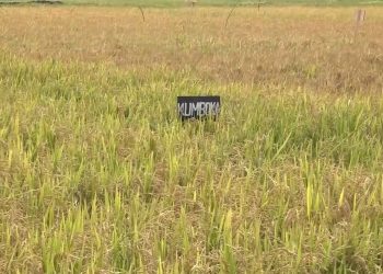 Ilmuwan Afrika Dukung Padi Hibrida untuk Atasi Krisis Kelaparan