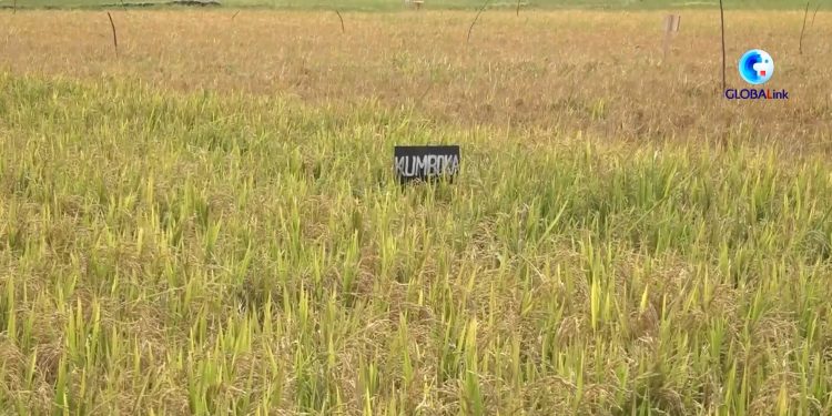 Ilmuwan Afrika Dukung Padi Hibrida untuk Atasi Krisis Kelaparan