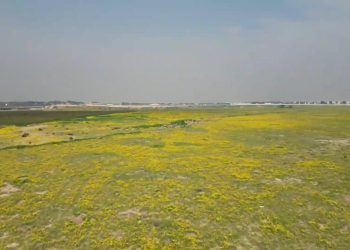 Kawasan Gurun di Kuwait Berubah Menghijau Usai Diguyur Hujan