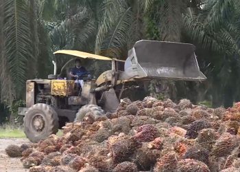 Stok Minyak Sawit Malaysia Turun 4,09 Persen pada Desember 2022