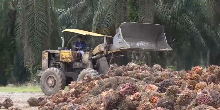 Stok Minyak Sawit Malaysia Turun 4,09 Persen pada Desember 2022