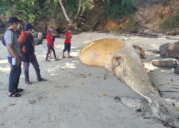 25 Mamalia Laut Terdampar di Pesisir Indonesia Timur