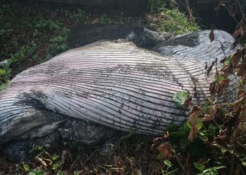 Paus Bryde Ditemukan Mati Terdampar di Pesisir Bali