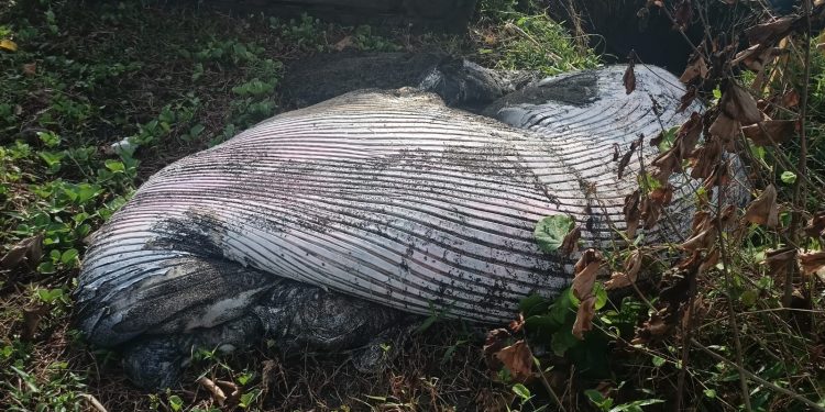 Paus Bryde Ditemukan Mati Terdampar di Pesisir Bali