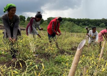 Kemiri, Cabe dan Ayam: Mentransformasi Ekonomi Pedesaan Indonesia