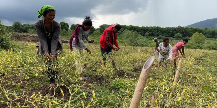 Kemiri, Cabe dan Ayam: Mentransformasi Ekonomi Pedesaan Indonesia