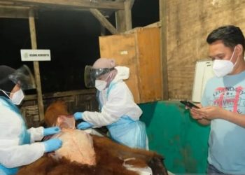 Ditemukan Penuh Luka, Satwa Orangutan Sumatera Mati Mengenaskan