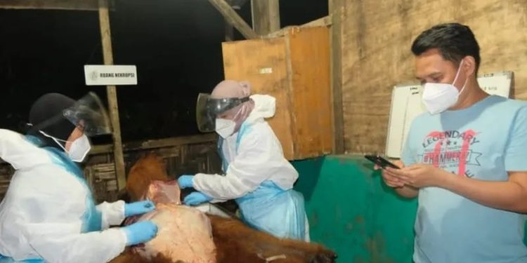 Ditemukan Penuh Luka, Satwa Orangutan Sumatera Mati Mengenaskan