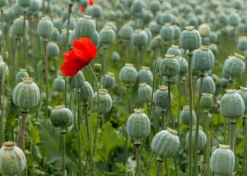 Kebun Opium Menjamur di Myanmar