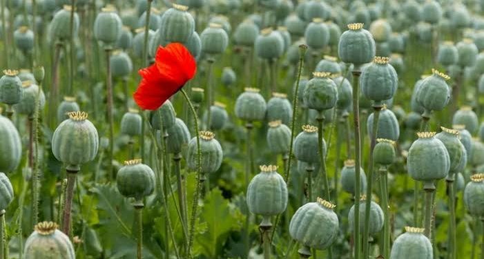 Kebun Opium Menjamur di Myanmar