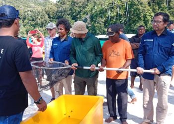Proyek StAR di Raja Ampat, Aksi Nyata Konservasi Hiu Belimbing di Indo Pasifik