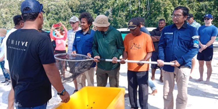 Proyek StAR di Raja Ampat, Aksi Nyata Konservasi Hiu Belimbing di Indo Pasifik