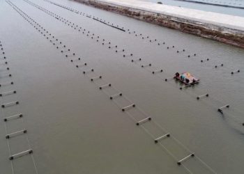Inovasi Daur Ulang Tailwater Digunakan untuk Akuakultur di China