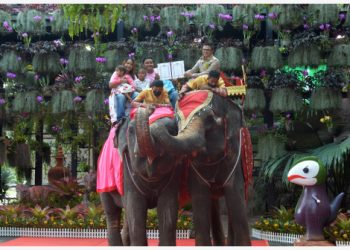 In Picture: Uniknya Pernikahan Massal di Atas Gajah pada Hari Valentine di Thailand