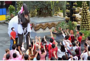 In Picture: Uniknya Pernikahan Massal di Atas Gajah pada Hari Valentine di Thailand 2