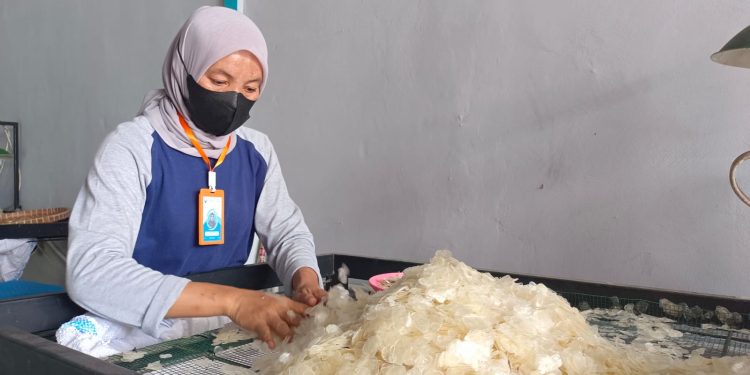 Produk Industri Sisik Ikan di Boyolali Tembus Pasar Jepang dan India, Omset Capai Rp50 Miliar 1 Produk Industri Sisik Ikan di Boyolali Tembus Pasar Jepang dan India, Omset Capai Rp50 Miliar