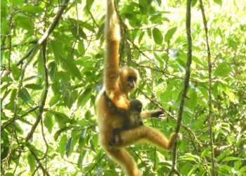 Target Ambisius China, Bangun Sistem Taman Nasional Terbesar di Dunia