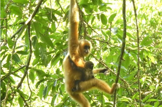 Target Ambisius China, Bangun Sistem Taman Nasional Terbesar di Dunia