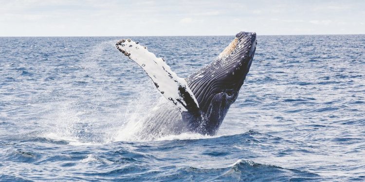 PBB Capai Kesepakatan Bersejarah untuk Melindungi Keanekaragaman Hayati Laut Internasional