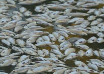 Bencana Ekologi, Jutaan Ikan Mati di Sungai Australia